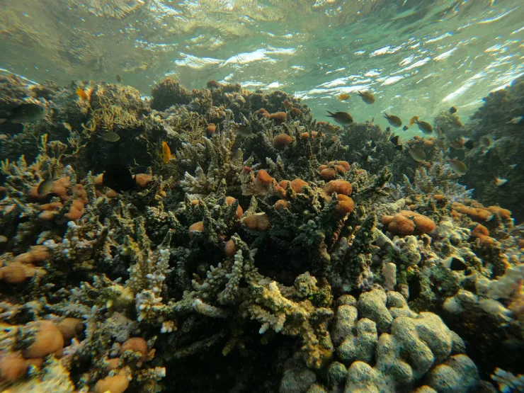 Port Ghalib: Rejs snorkelingowy z delfinami na rafach Sataya z lunchem - View (14 of 32)