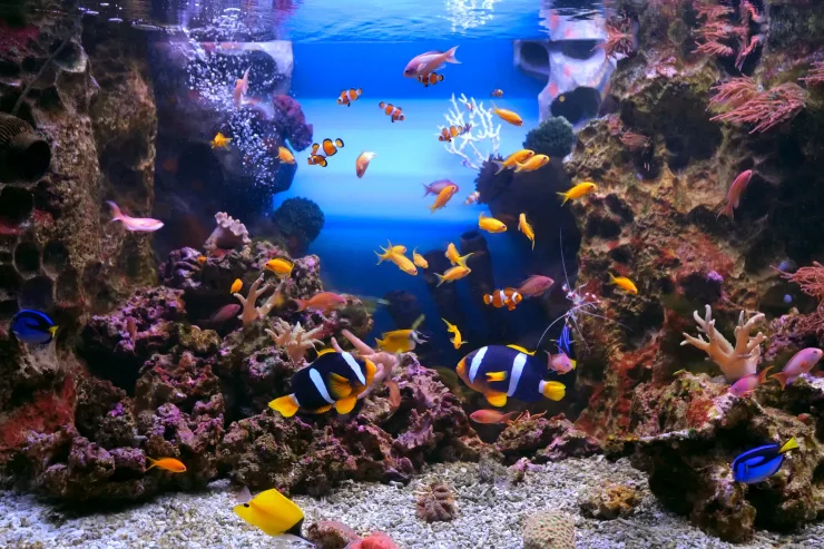 Sharm el-Sheikh: Glass Bottom Boat Coastal Tour - Photo 3