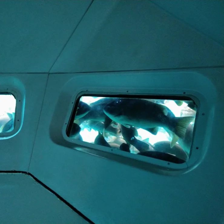 Sharm el-Sheikh: Glass Bottom Boat Coastal Tour - Photo 12