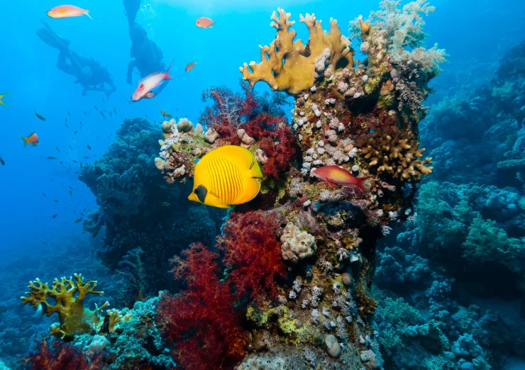 Sharm el-Sheikh: Glass Bottom Boat Coastal Tour - Photo 21