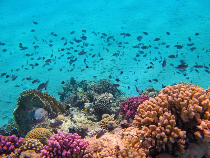 Sharm el-Sheikh: Glass Bottom Boat Coastal Tour - Photo 26