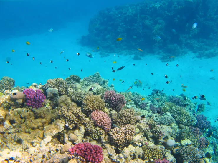 Sharm el-Sheikh: Glass Bottom Boat Coastal Tour - Photo 27