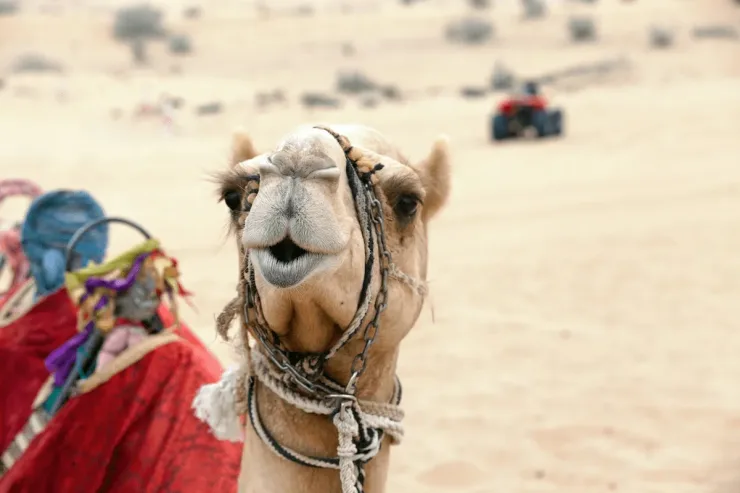 Hurghada: ATV Quad, Camel Ride, and Bedouin Village Trip - Photo 13