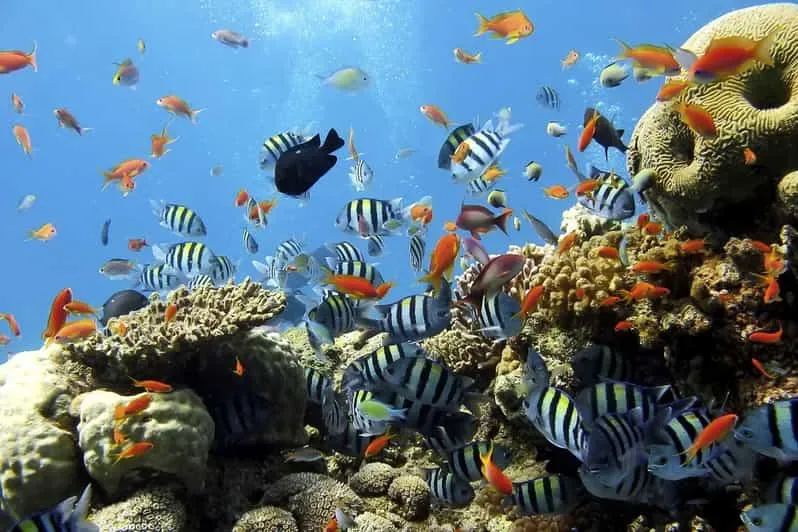 Hurghada: Catamaran Sailing Cruise with Snorkeling and Lunch - Photo 15