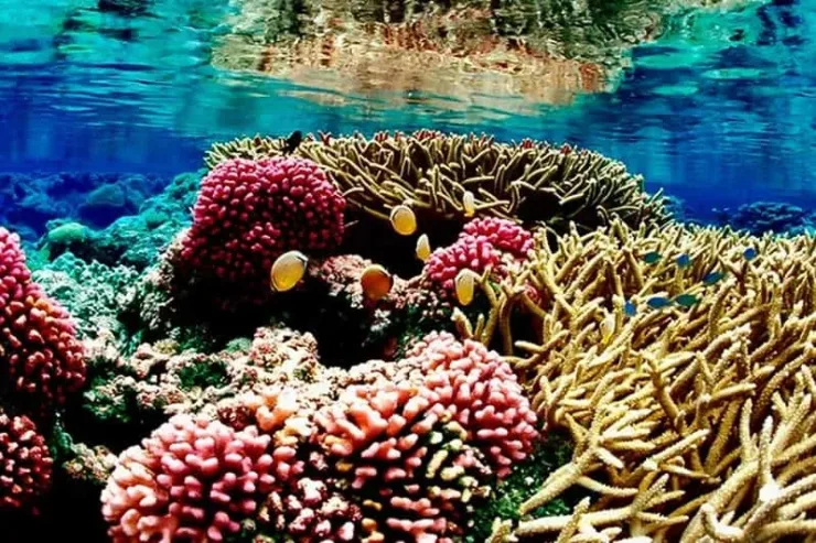 Hurghada: Catamaran Sailing Cruise with Snorkeling and Lunch - Photo 9