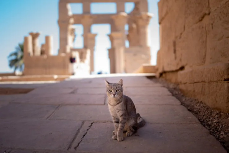 Hurghada: Luxor Day Trip to Valley of the Kings, Karnak & Hatshepsut Temple - Photo 6