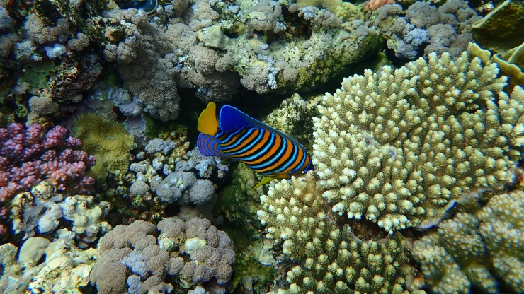 Makadi Bay: Snorkeling Yacht Trip, Water Sports & Lunch - Photo 11