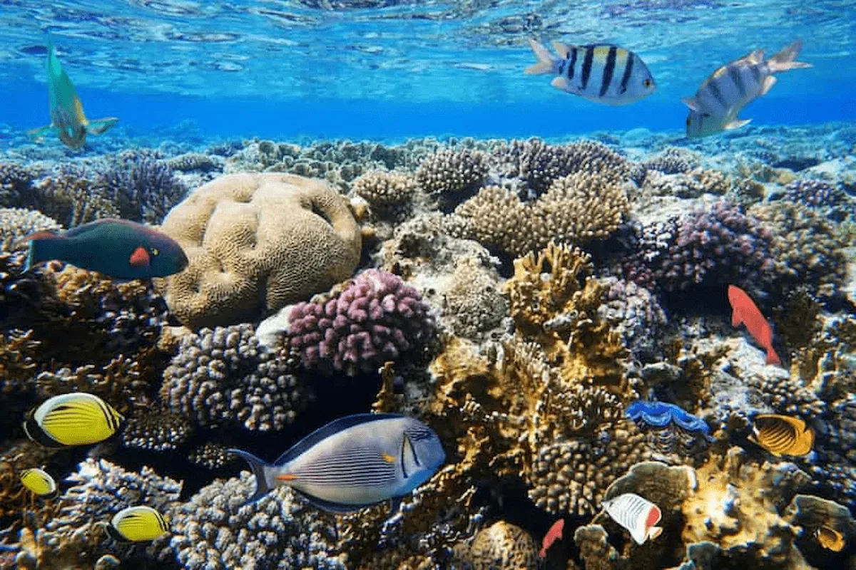 Hurghada: Giftun Island Tour with Snorkeling & Buffet Lunch - Photo 12