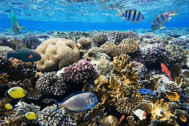 Hurghada: Giftun Island Tour with Snorkeling & Buffet Lunch - Photo 12