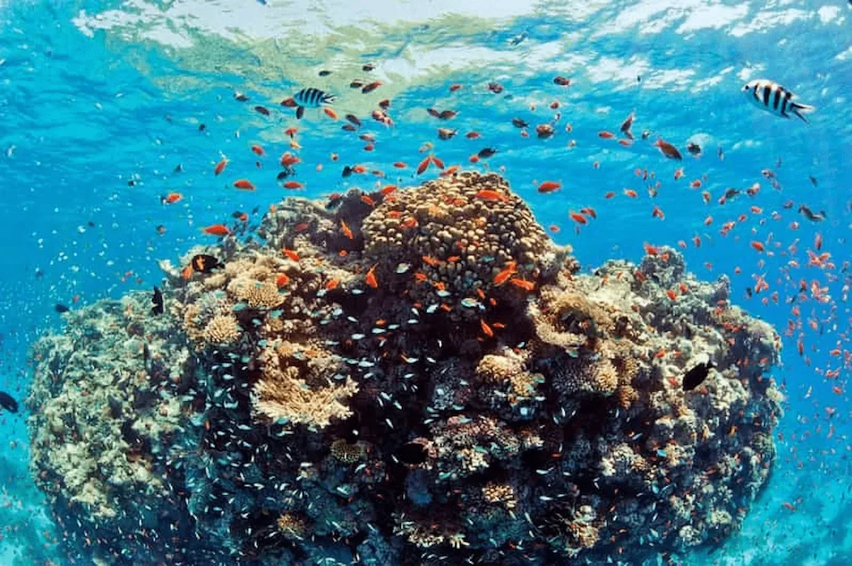 Hurghada: Giftun Island Tour with Snorkeling & Buffet Lunch - Photo 10