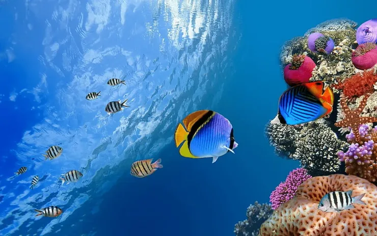 Hurghada: Giftun Island Tour with Snorkeling & Buffet Lunch - Photo 34