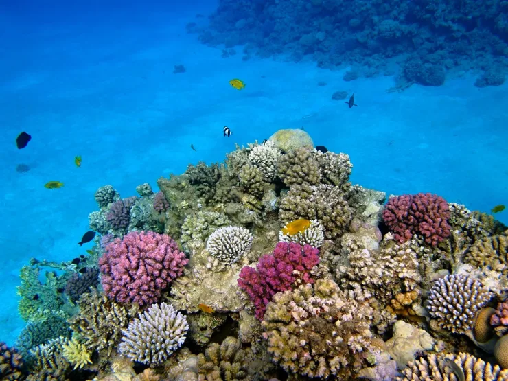 Sahl Hasheesh: Orange Island Speedboat, Snorkeling & Parasailing - Photo 7