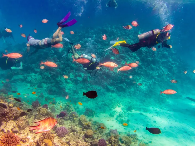 Sahl Hasheesh: Orange Island Speedboat, Snorkeling & Parasailing - Photo 8