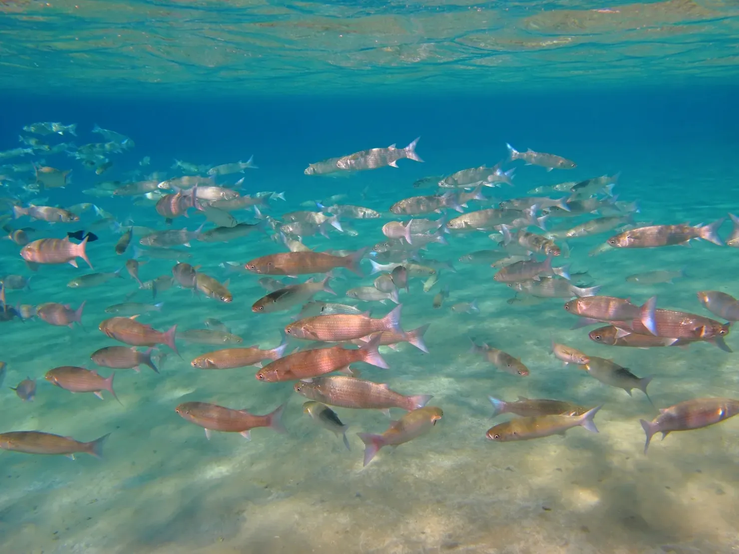 Sahl Hasheesh: Orange Island Speedboat, Snorkeling & Parasailing - Photo 17