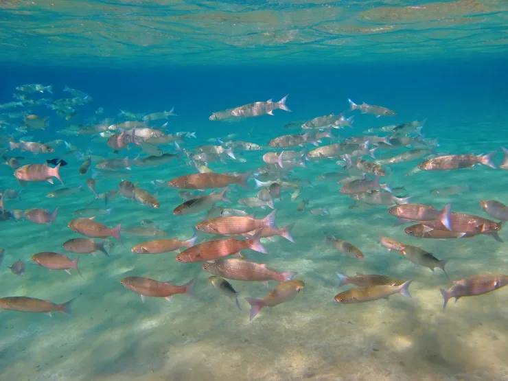 Sahl Hasheesh: Orange Island Speedboat, Snorkeling & Parasailing - Photo 17