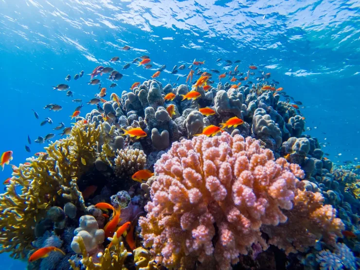 Sahl Hasheesh: Orange Island Speedboat, Snorkeling & Parasailing - Photo 19