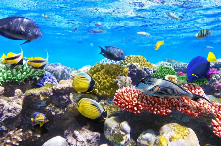 Sahl Hasheesh: Orange Island Speedboat, Snorkeling & Parasailing - Photo 11