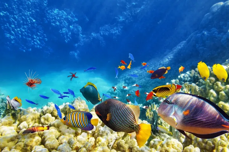 Sahl Hasheesh: Orange Island Speedboat, Snorkeling & Parasailing - Photo 24