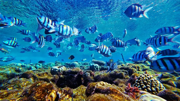 Sahl Hasheesh: Orange Island Speedboat, Snorkeling & Parasailing - Photo 29