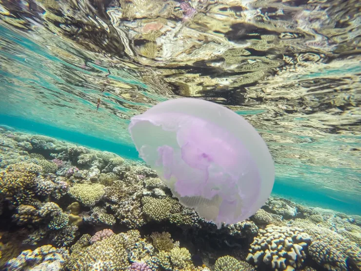 Sahl Hasheesh: Orange Island Speedboat, Snorkeling & Parasailing - Photo 32