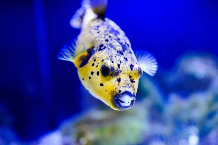 Sahl Hasheesh: Orange Island Speedboat, Snorkeling & Parasailing - Photo 25