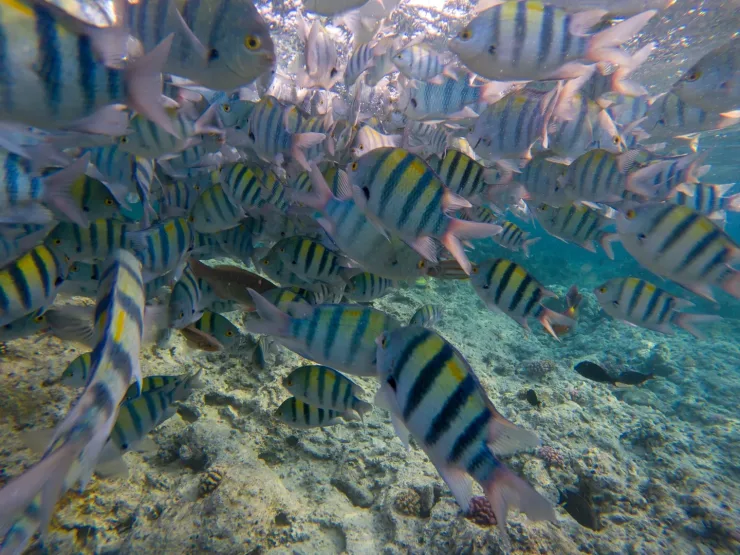 Sahl Hasheesh: Orange Island Speedboat, Snorkeling & Parasailing - Photo 37