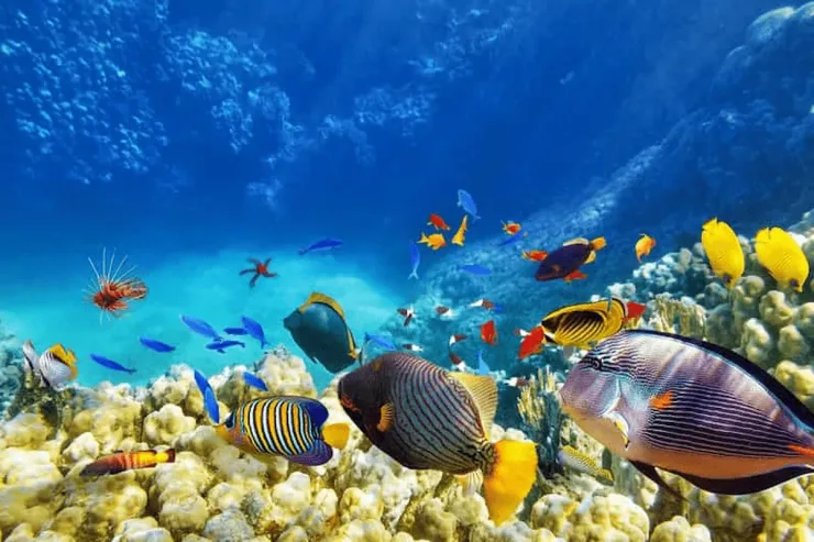 Hurghada: Giftun & Orange Bay Tour with Snorkeling & Lunch - Photo 28