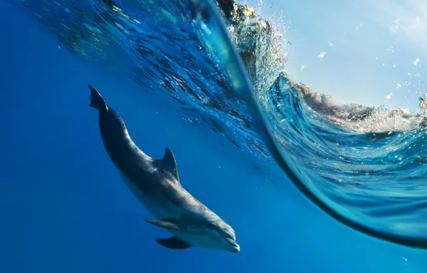 Snorkeler with dolphins in background at Dolphin House