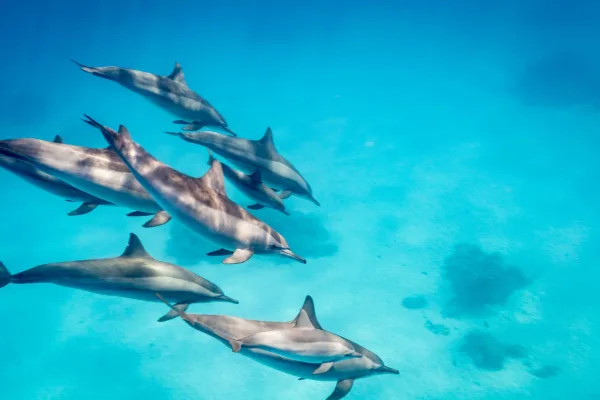 Satayah Reef dolphin pod swimming together
