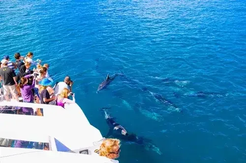 Dolphin watching tour at Orange Bay Hurghada - encounter with playful dolphins in their natural habitat in the Red Sea