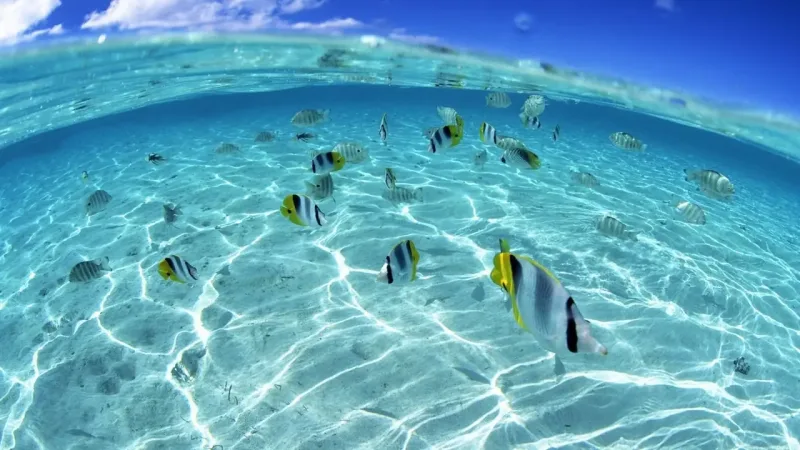 Marine conservation efforts at Orange Bay Hurghada - protecting coral reefs and diverse marine life in the Red Sea ecosystem