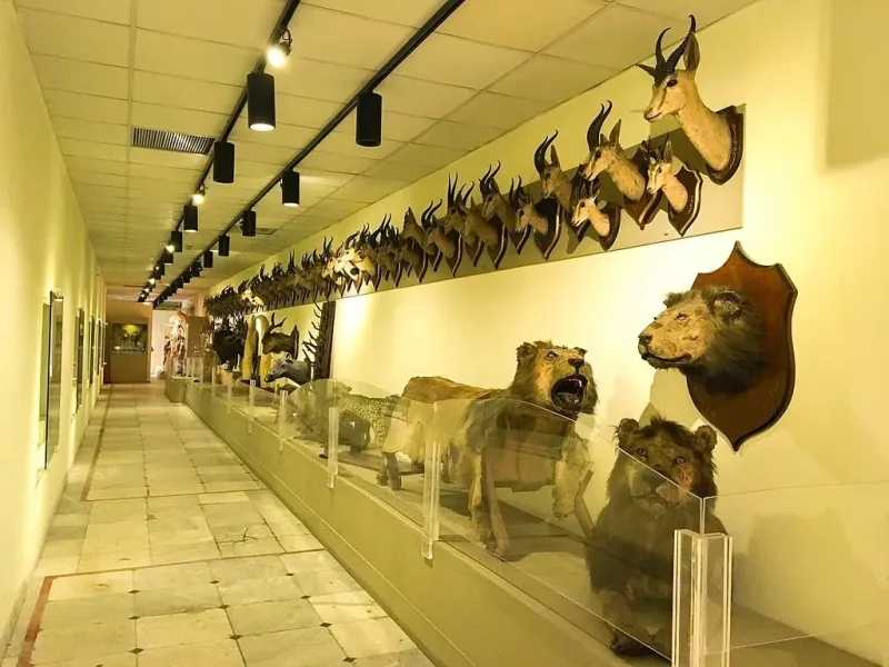 Interior of the Hunting Museum displaying antique weapons and safari trophies