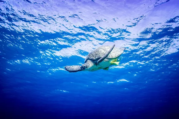 Private Schnorcheltour in Hurghada mit Luxusyacht