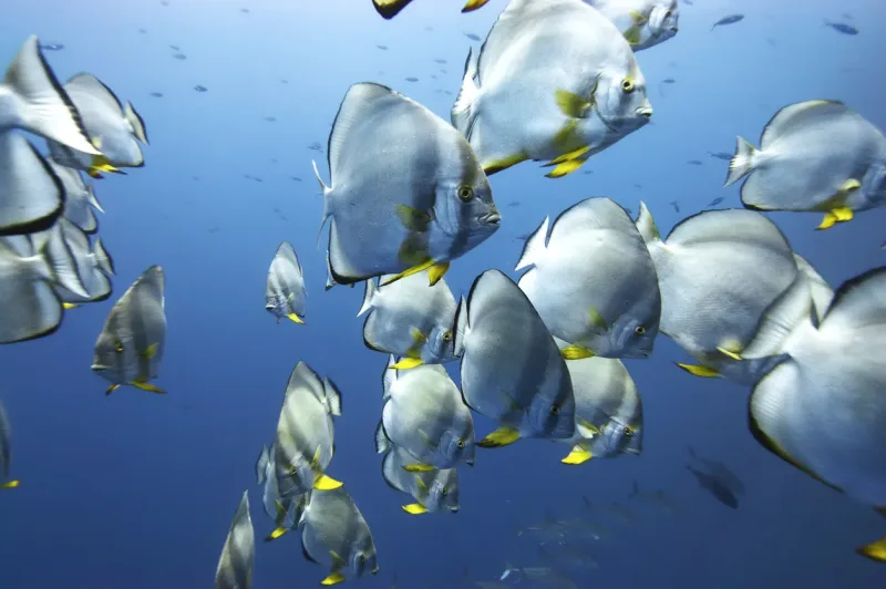Home to Egypt's First National Marine Park