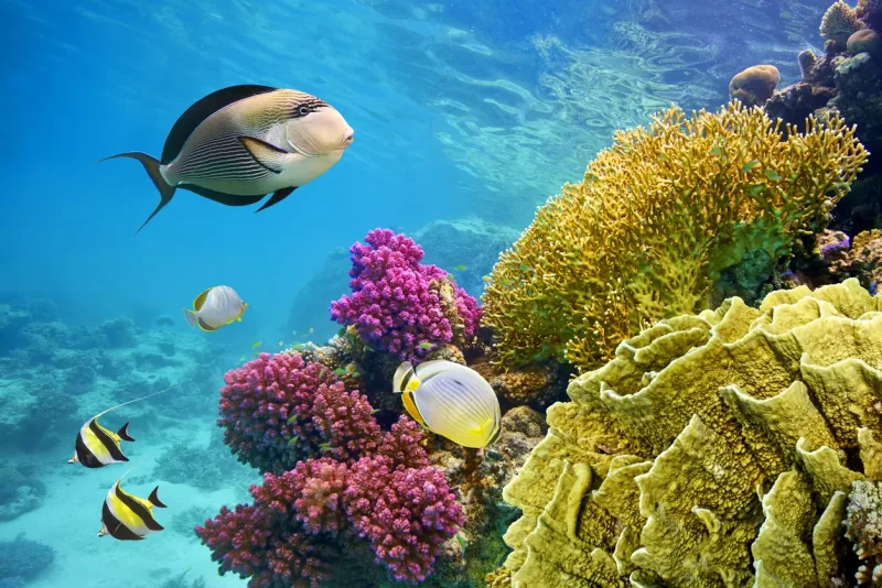 Exceptional Marine Biodiversity
