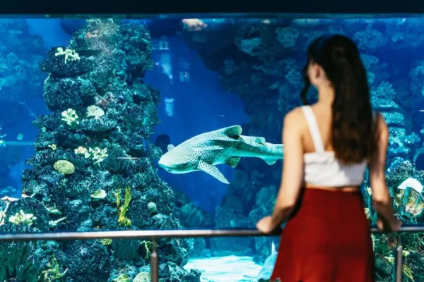Hurghada Grand Aquarium - Egypt's largest aquarium with a walk-through shark tunnel, a short drive from Orange Bay