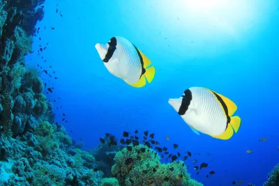 Tiran Adası Sharm El Sheikh şnorkel turu 11