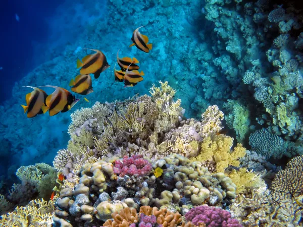 Sharm El Sheikh: Ras Mohammed, White Island, Snorkeling and Diving - Photo 34