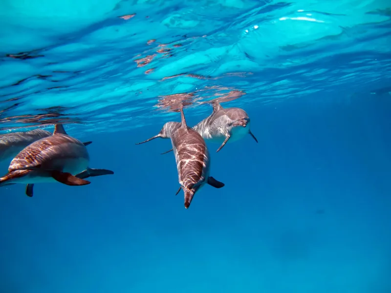 Encounters beyond the reef — Nemo Island