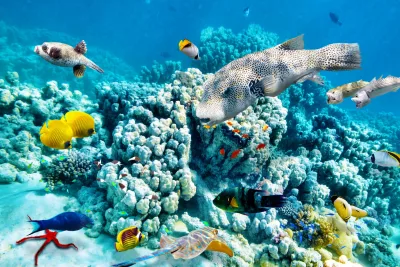 Tiran Adası Sharm El Sheikh şnorkel turu 7