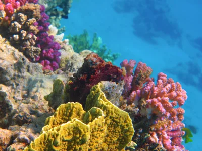 Tiran Adası Sharm El Sheikh şnorkel turu 9