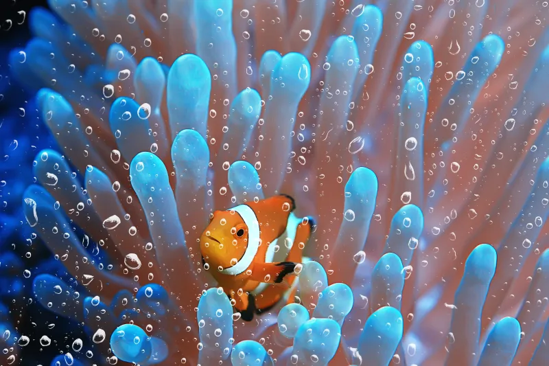 The famous clownfish — Nemo Island