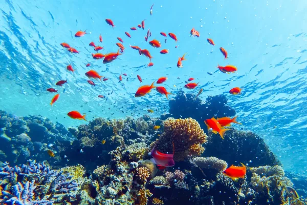 Çeşitli deniz yaşamı
