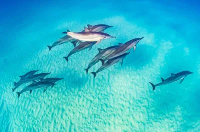 Marsa Alam: Delfincruise med snorkling og lunsj — 8 timer