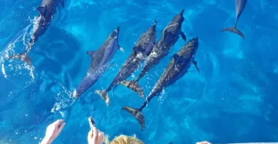 Port Ghalib: Snorklecruise med delfiner ved Sataya-revet med lunsj — 7 timer
