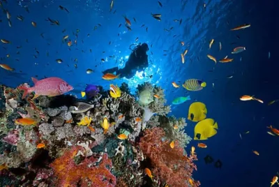 From Marsa Alam: Beginners Scuba Diving Day-Trip with Lunch — 7 hours