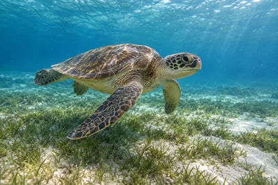 Marsa Alam: Snorkeling Boat Trip with Sea Turtles and Lunch — 8 hours