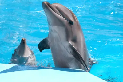Safaga: Show Dolphin World + voliteľné plávanie s delfínmi — 1 hodina