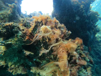 From Marsa Alam: Beginners Scuba Diving Day-Trip with Lunch — 7 hours
