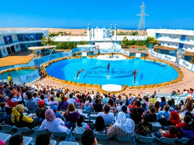 Soma Bay: Show Dolphin World + voliteľné plávanie s delfínmi — 1 hodina